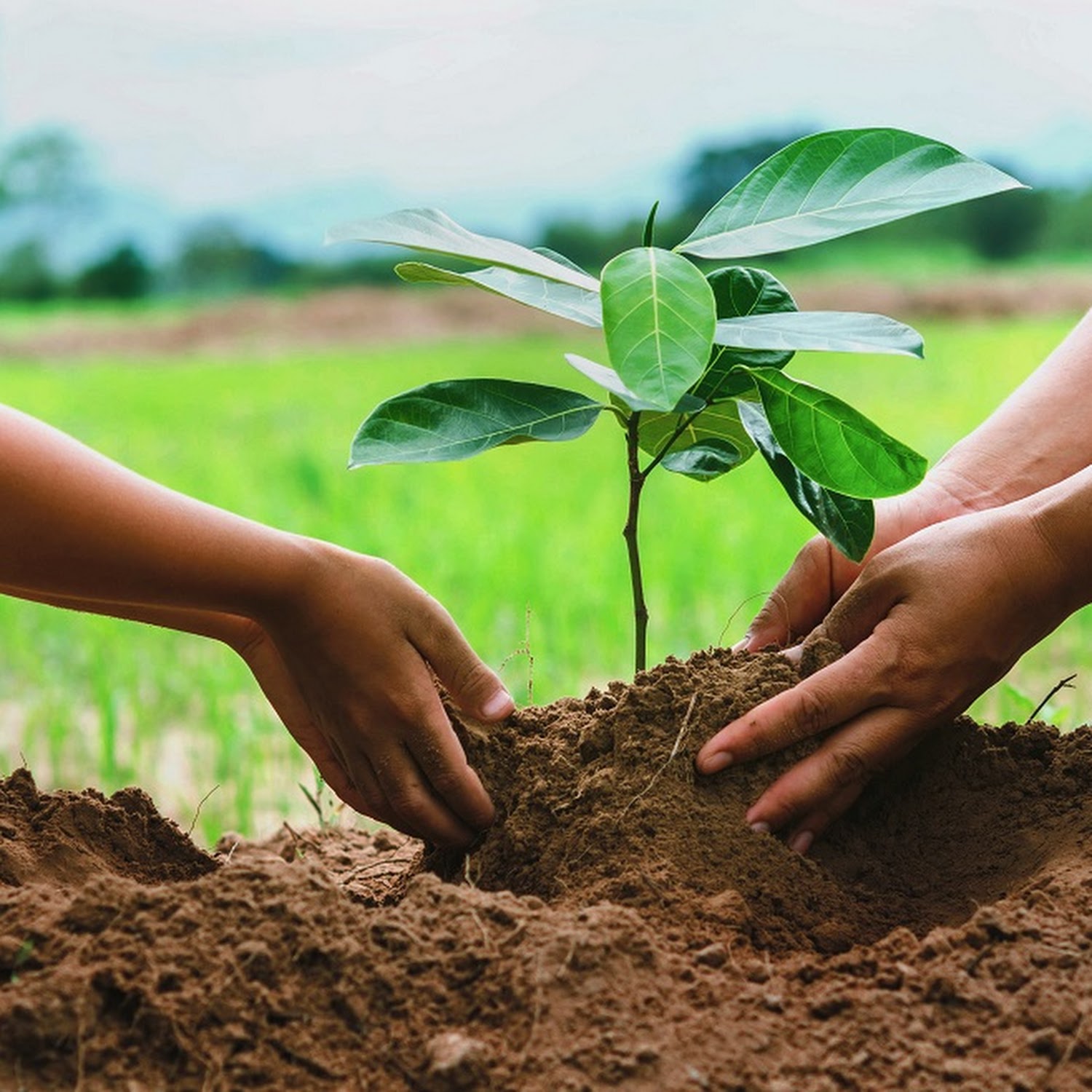 Onama